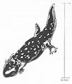 Giant-Californian-salamander.jpg