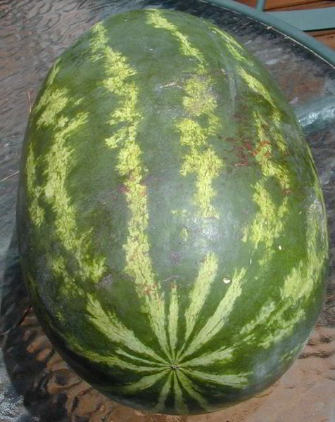 File:Vampire watermelon.jpg
