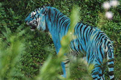 File:Blue tiger.jpg