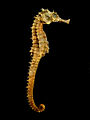 Seahorse Skeleton Macro 8 - edit.jpg