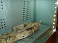Momia guanche museo santa cruz 27-07.JPG