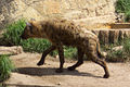 Hyena.jpg