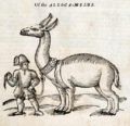 Allocamelus from Topsell's The History of Four-footed Beasts and Serpents.jpg